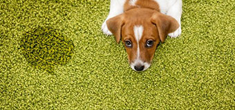 AllstateCleaning.Com -Green Organic Carpet Cleaning logo